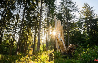 Hesse: Forest owners receive 13 million euros for afforestation