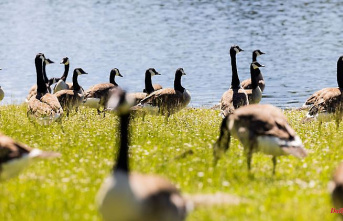 North Rhine-Westphalia: Cologne wants to get the wild geese problem under control