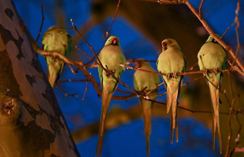 Hesse: Ring-necked parakeet population in Wiesbaden is now 5000