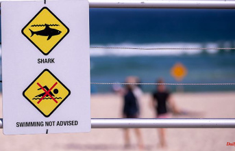Dozens of animals sighted: Sydney beach closed after shark alert