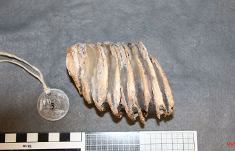 Thuringia: mammoth teeth successfully restored: return to the museum