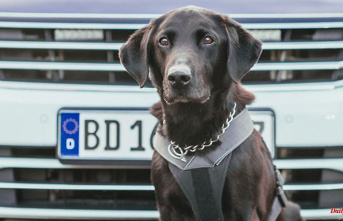 North Rhine-Westphalia: Ten years of drug investigation: sniffer dog retires