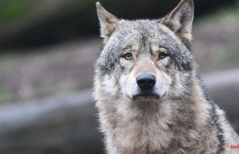 Baden-Württemberg: traces of a female wolf: pack formation possible