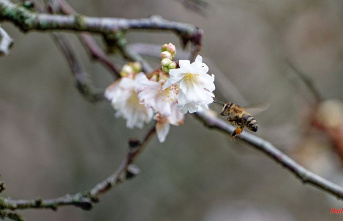 Thuringia: mild temperatures attract bees to collect pollen