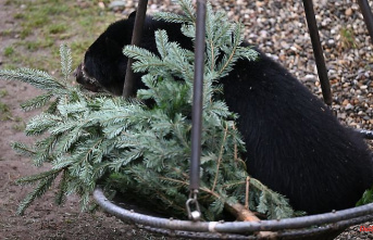 Hesse: Old Christmas trees find new uses in the zoo