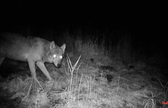 Baden-Württemberg: Wolf caught in a photo trap in Dettenheim