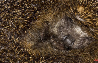 Seven years more than its predecessor: the world's oldest hedgehog discovered by accident