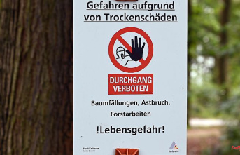 Baden-Württemberg: Maintaining and felling: City trees more fragile due to drought