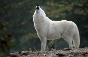 Call of the Wild: How Dogs Respond to the Howl of Wolves