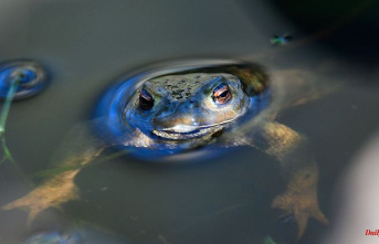 Baden-Württemberg: More than half of the amphibian and reptile species are endangered