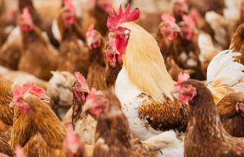 North Rhine-Westphalia: bird flu in pullet farm: 122,000 animals killed