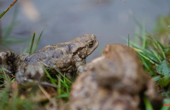 Saxony-Anhalt: The first amphibians are migrating again: a big wave is yet to come