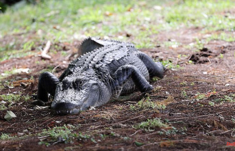 Reptile attack in Florida: Alligator kills 85-year-old while walking