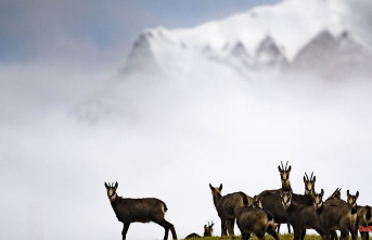 Bavaria: More chamois counted in the Alps