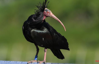 Baden-Württemberg: reintroduction of the northern bald ibis on the right track