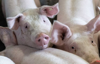 Seven cases uncovered: Pig farm in NRW accused of animal cruelty