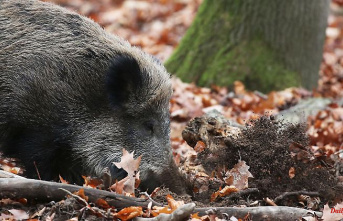 Saxony: State completes barriers against African swine fever