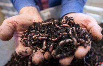 Baden-Württemberg: Look what's crawling there: the earthworm fauna is being analyzed