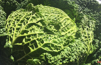 Delicious cooking with Ladiges: Cabbage - a vegetable renaissance