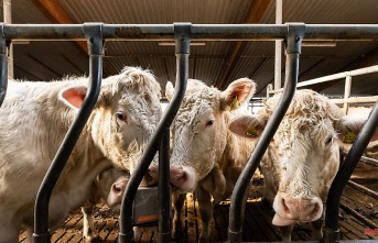 Saxony-Anhalt: Shrinking livestock in Saxony-Anhalt
