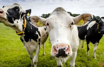 Less dangerous for humans: first case of BSE since 2011 discovered in the Netherlands