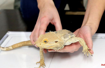 North Rhine-Westphalia: The all-clear for lizards: Duisburg Zoo shows new X-ray equipment