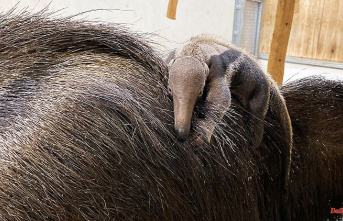 Saxony: Baby anteater born in Leipzig Zoo