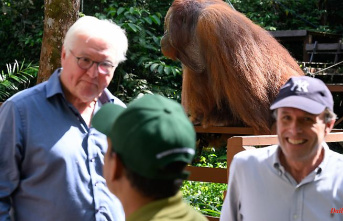 Targeted by orangutans: Steinmeier has to stop making a press statement