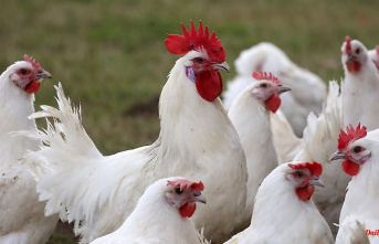 Bavaria: Bird flu detected in Landshut and Bamberg districts