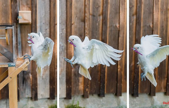 Intelligent Birds: Goff cockatoos arrive with tool set