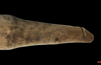 Archaeologists correct themselves: stuffing tool is probably a dildo after all