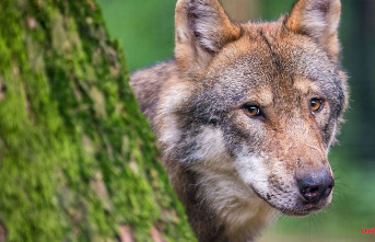 Saxony: references to young wolves in Liebschützberg