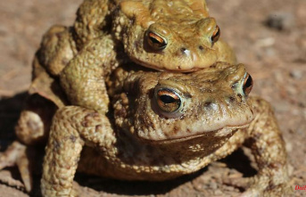 Baden-Württemberg: toads in the starting blocks: soon the animals will migrate again
