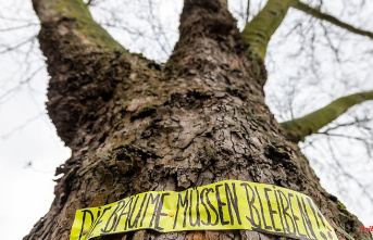 North Rhine-Westphalia: Demo against tree felling: climate activist sticks