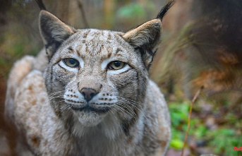 Baden-Württemberg: stock endangered: female lynx should be released into the wild