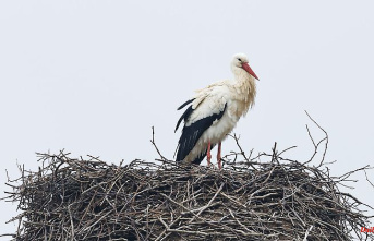 North Rhine-Westphalia: Many storks back in NRW: soon the mating season will begin