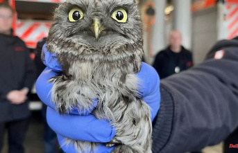 North Rhine-Westphalia: little owl is stuck in the chimney pipe: the fire brigade is approaching