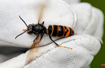 Bee colonies in danger: Asian hornets are spreading in Germany