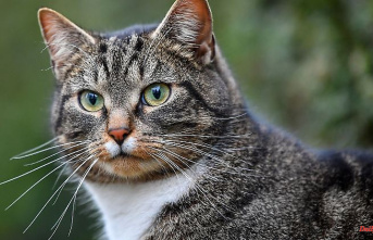 Baden-Württemberg: Registration obligation for cats in Mannheim comes in June