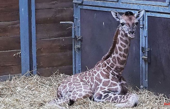 Saxony: Leipzig Zoo is looking for a name for a young giraffe