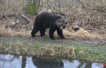Thuringia: Brown bear Max died in the Worbis bear park