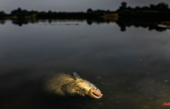 Report on the death of fish: Polish company protests innocence in the Oder conflict