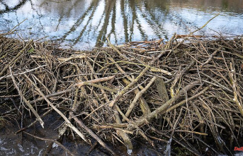 Hesse: Around 40 cases of willful destruction of beaver burrows