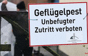 Baden-Württemberg: Bird flu also detected in the Lake Constance district