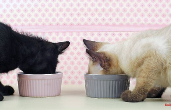 Wet food in the test: six cat foods are "very good"