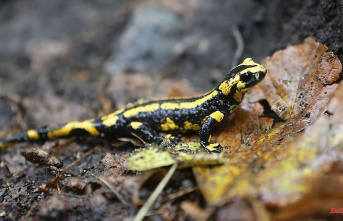 Bavaria: skin fungus threatens fire salamander: breeding as a rescue project