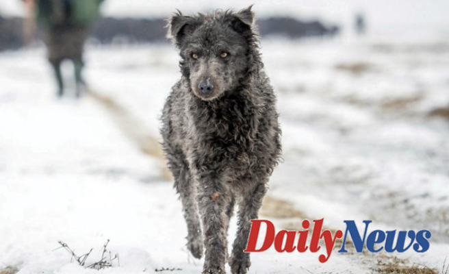 'Mudi'? You might like to try a toy: American Kennel Club has added 2 dog breeds