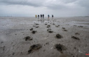 Listen to nature for 90 minutes: hiking in the Wadden...