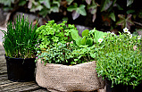 Growing Herbs in Your Garden: A Guide to Fresh Flavors at Your Fingertips