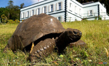 True survivor: the world's oldest tortoise is 190 years old